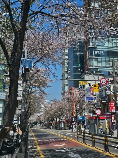 Cherry blossomin Shinchon