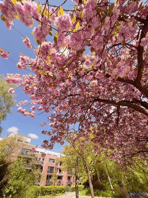 Puzzle „Kirschblüten in Hamburg“ von PuzzleWithFriends