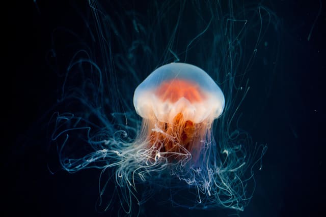 Puzzle “Jellyfish” by PuzzleWithFriends