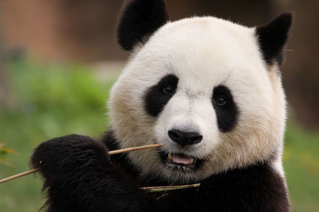 Puzzle “Panda” by PuzzleWithFriends